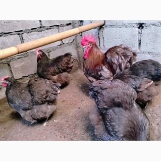 Яйце на інкубацію, курчата, Орпінгтон: куріпчастий, шоколад, ситцевий