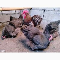 Яйце на інкубацію, курчата, Орпінгтон: куріпчастий, шоколад, ситцевий