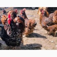 Яйце на інкубацію, курчата, Орпінгтон: куріпчастий, шоколад, ситцевий