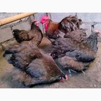 Яйце на інкубацію, курчата, Орпінгтон: куріпчастий, шоколад, ситцевий