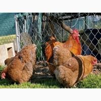 Яйце на інкубацію, курчата, Орпінгтон: куріпчастий, шоколад, ситцевий