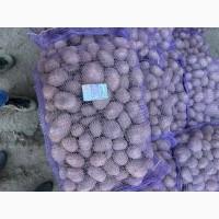 Компанія постачальник закуповує картоплю бюджетної якості