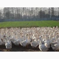 Куплю пух/перо ДОРОГО