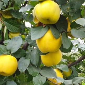 Саджанці айви Марія - 2-річний