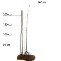 Саджанці айви Марія - 2-річний