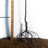 Саджанці айви Марія - 2-річний