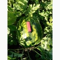 Продам кавун АУ Продюсер 4-7