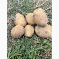 Купимо картоплю і овочі з ПДВ