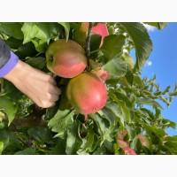 Продам відмінне яблуко товарного вигляду