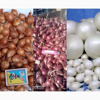 Продам цибулю-сівок Штутгарт, Ред Барон, Сноуболл, Кармен, Радар, Дельфін, Рубін Опт