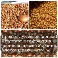 Продам цибулю-сівок Штутгарт, Ред Барон, Сноуболл, Кармен, Радар, Дельфін, Рубін Опт