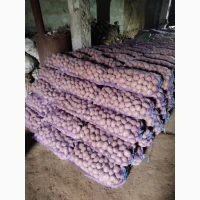 Продам картоплю крупну і посадкову