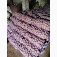 Продам картоплю крупну і посадкову