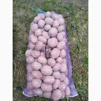 Продам картоплю крупну і посадкову