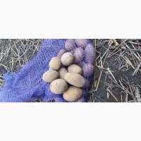 Насінева картопля сорт:Королева Анна, Белароса, коріна, алюет