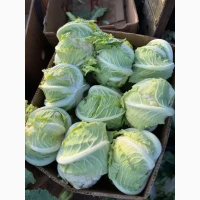 Продам цвітну капусту