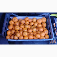 Южные астаринские мандарины, свежий сбор