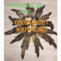 Купимо шкіри куниці бобра хороші ціни дорого