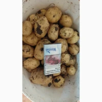 Продам картошку сорт Ревєра