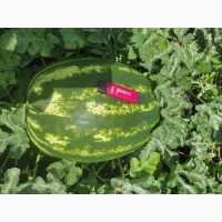 Продам кавун/арбуз, диня опт