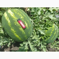 Продам кавун/арбуз, диня опт