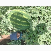 Продам кавун/арбуз, диня опт
