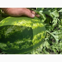 Продам кавун/арбуз, диня опт