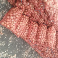 Лук репчатый сорт Медуза