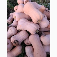 Продам тикву.сорт МАТІЛЬДА