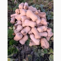 Продам тикву.сорт МАТІЛЬДА