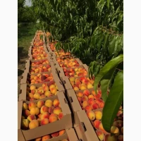 Продаж готового агробізнесу біля кордону з Польщею | Персиковий сад 3, 4 га