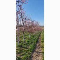Продаж готового агробізнесу біля кордону з Польщею | Персиковий сад 3, 4 га