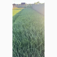Продам перо зелоної цибулі
