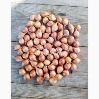 Лук севок штутгарт 1-1, 5 см (Украина)