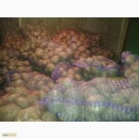 Продам картофель сортов иван да марья,синеглазка.