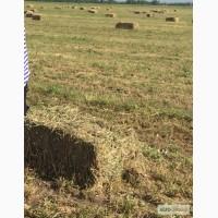 Продам сено люцерны в тюках.Урожай 2015г