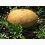 Продам Арбузы и дыни оптом Донецк