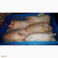 Породам тушки уток- мулард оптом