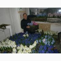Продам гиацинты, тюльпаны, крокусы, цинерарию, примулу, в горшке к 8 марта