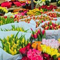 Продам гиацинты, тюльпаны, крокусы, цинерарию, примулу, в горшке к 8 марта