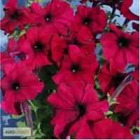 Продам семена Петуния крупноцветковая Тоуга F1