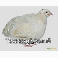 Мы реализуем инкубационные яйца перепела породы Техасский белый
