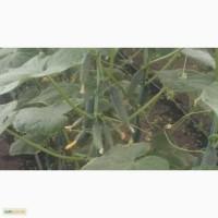 Продам огурец сорт Лютояр, Каприкорн