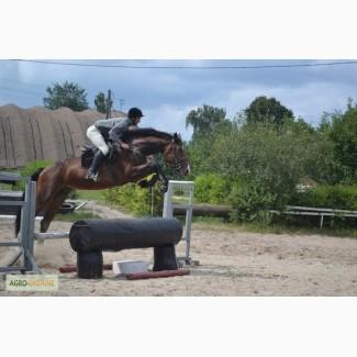 Продажа молодых спортивных лошадей до 7 лет