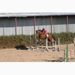 Продажа молодых спортивных лошадей до 7 лет