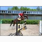 Продажа молодых спортивных лошадей до 7 лет