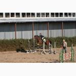 Продажа молодых спортивных лошадей до 7 лет