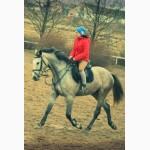 Продажа молодых спортивных лошадей до 7 лет