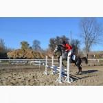 Продажа молодых спортивных лошадей до 7 лет