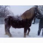 Продам жеребца Новоалександровский тяжеловоз